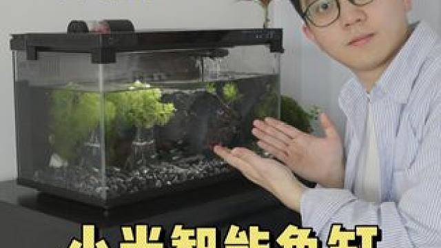 Deepseek说五行缺水需要养鱼，于是... #小米 #米家 #小米智能鱼缸 #小米智能鱼缸 #鱼