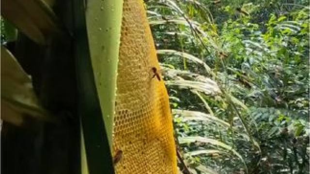 #土蜂蜜 #农家土蜂蜜 #纯天然无添加 #好东西一起分享