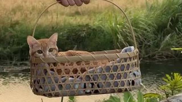 带猫下午茶 #户外生活 #露营报告