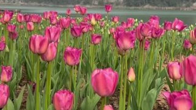 这个春天不可错过的美好就在阆中水城江畔营地，金沙湖畔大片的进口郁金香 
30多个品种20万株竞相开放