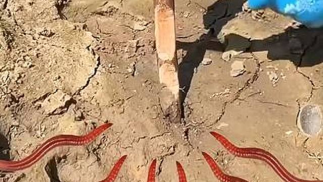 如何用两根木棍抓到蚯蚓？ #内容启发搜索 #科普 #涨知识