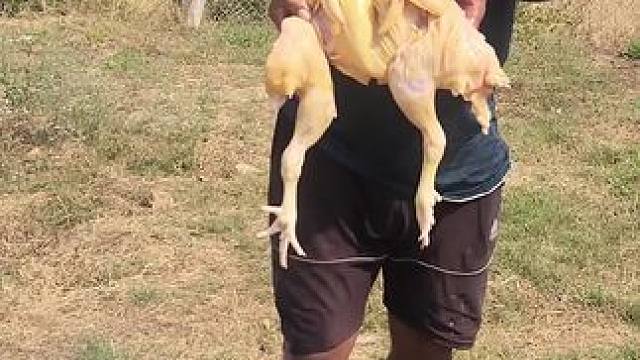 东南亚大叔炸鸡 #农村美食记录生活 #把家乡的味道分享给大家 #舌尖上的美食 #田园生活乐趣多 #晒