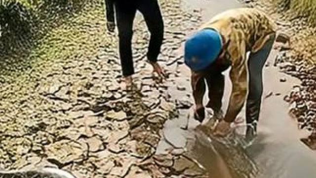 越南五名男子作死，跑到田间捡田螺挖土洞，竟捉到一条几十斤蟒蛇 #越南捕蛇人 #巨蟒 #蟒蛇 