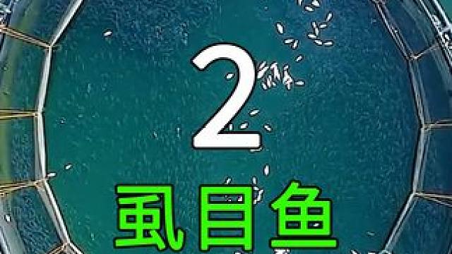 <第2/3集>遮目鱼的秘密，养殖过程大开眼界 