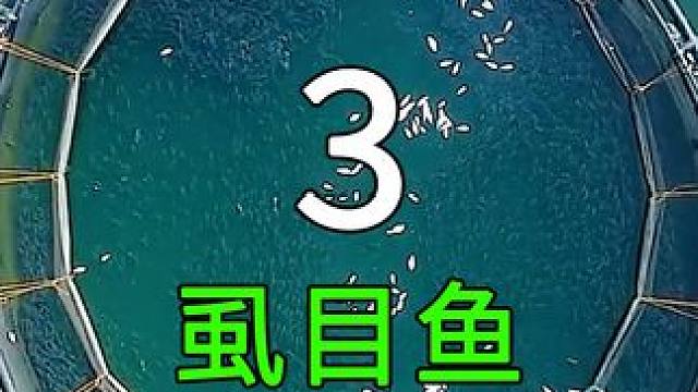 <第3/3集>遮目鱼的秘密，养殖过程大开眼界 