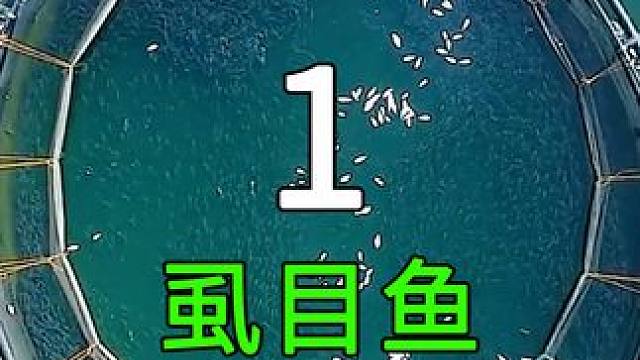 <第1/3集>遮目鱼的秘密，养殖过程大开眼界 