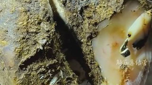 又是治愈牛牛的一天#解压 #修牛蹄