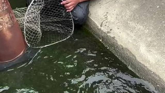 坐等收鱼，太好玩了吧#这鱼哪个钓友看了不羡慕 #钓鱼人就是这么疯狂野钓 #太好玩了