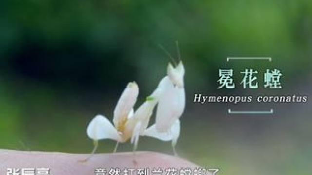 版纳昆虫界的颜值担当居然是它?超高颜值，加上和花朵如出一辙的外形，简直不要太惊艳！#一路前行2  #