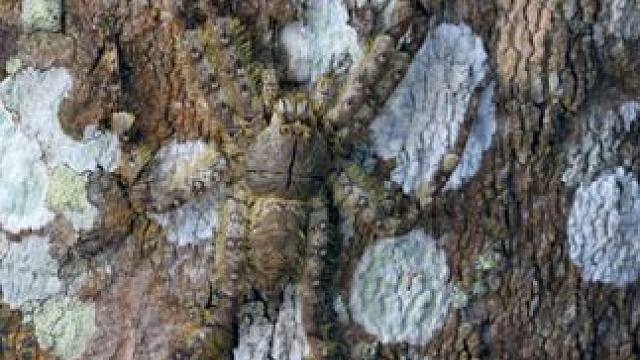 隐藏属性100%！超会伪装的蜘蛛竟能和树干完美融合在一起?