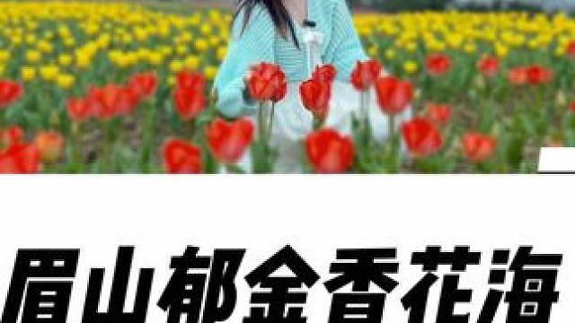 这是3月1日实拍，眉山郁金香花海真的真的值得打卡，很大一片，提前囤票#郁金香花海#坛罐山 #眉山郁金