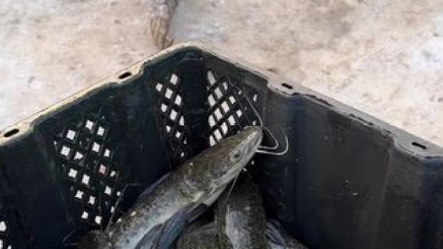 加个菜#鳄鱼养殖场 #非专业人士请勿模仿 #好大一条鱼