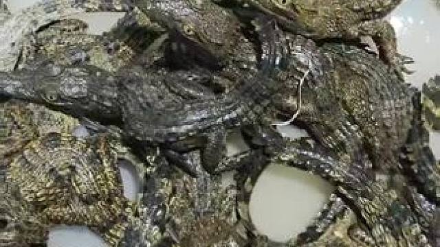 #我会永远永远地爱你 #人工养殖鳄鱼 #鳄鱼 #异宠