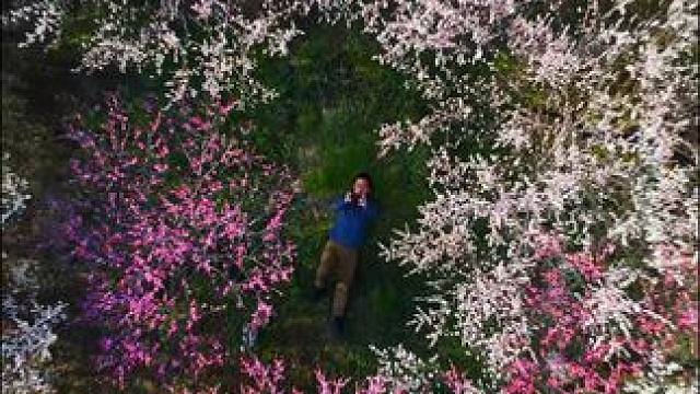 春天跌入粉色梦境～#西溪湿地