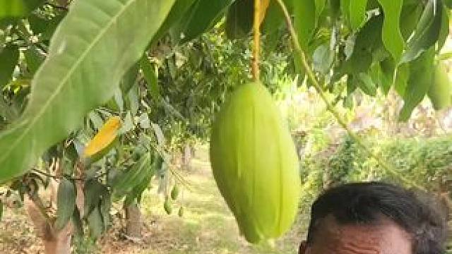 东南亚大叔吃生芒果 #酸野芒果 #生芒果