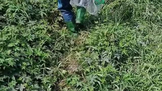 撒网捕鱼#捕鱼#撒网捕鱼