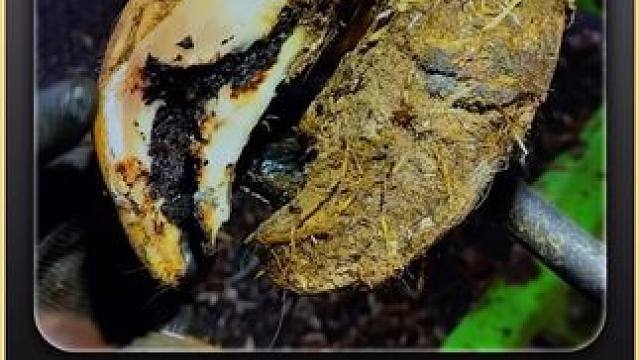 牛蹄上的巨大缝隙，疼的老牛瘸腿跑来跑去 #强迫症 #极度舒适 #修蹄 #助眠 #解压