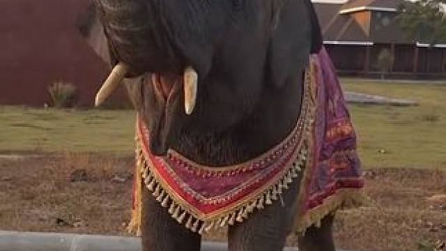 泰国宠物大象表演才艺 #国外视频分享 #宠物 #大象