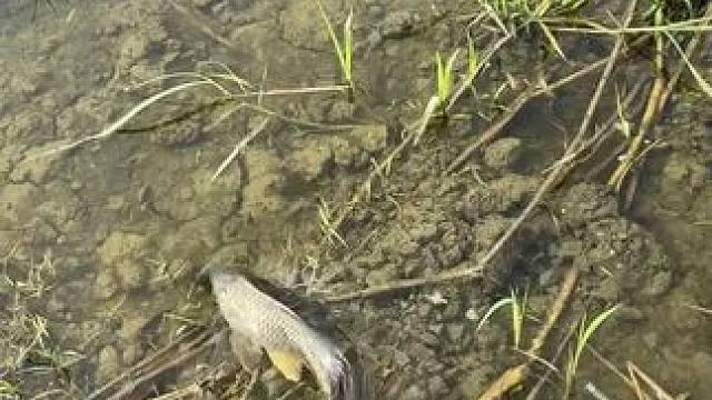 这鱼跑得好快#鱼 #鱼儿水中游 #观赏鱼