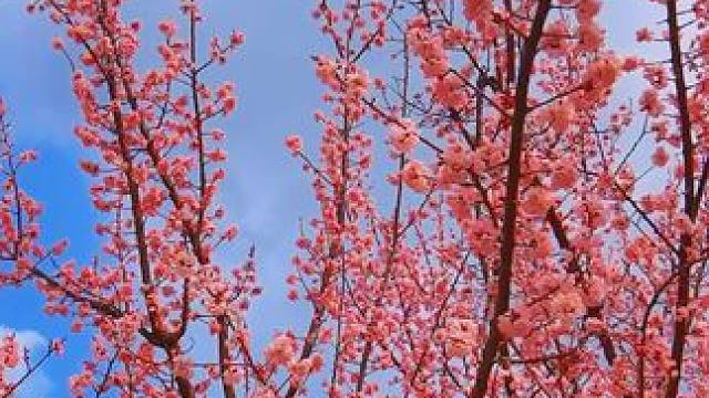 #捕捉身边的美 #花开校园