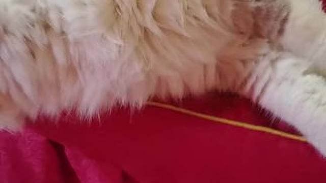 白皮蓝眼睛，有想要的吗