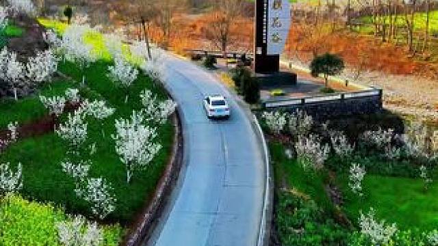 又是一年春暖花开的季节，沙河樱桃花已经藏不住了#美丽乡村 #春色满园关不住 #寻美中国 #周边游 #