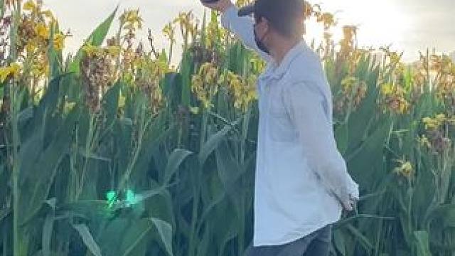 看到花花美景试试这样拍太美了#手机摄影 #拍摄技巧 #春暖花开奔你而来 #治愈系 #治愈系风景