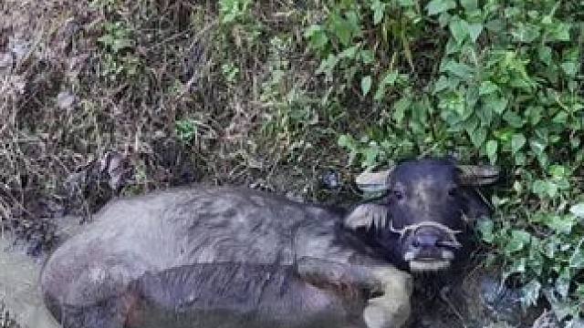 #记录我的乡村生活 #放牛的生活 #田园生活