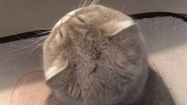 好圆的猫猫～摸摸圆脑袋，烦恼全走开！#萌宠