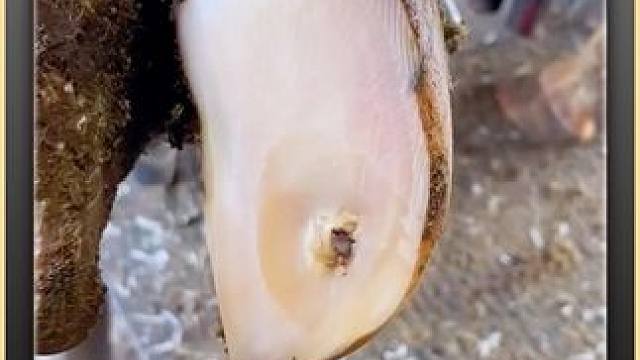 刚一打开手机就刷到了小哥在修牛蹄#修蹄 #解压 #助眠 #强迫症 #极度舒适