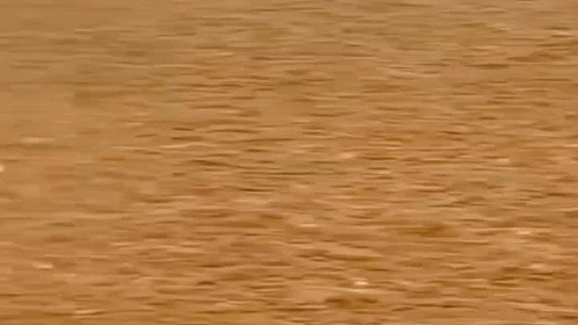 这才是真正的野兔