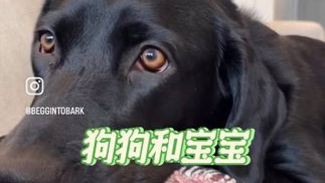 当狗狗发现女主人怀孕了 #治愈瞬间 #感动 #铲屎官的幸福日记