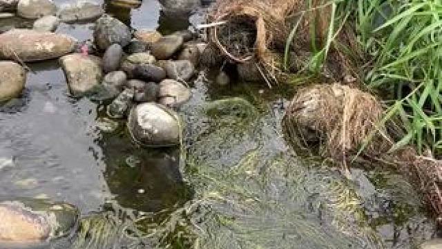 日常摸鱼#日常摸鱼 #抓鱼