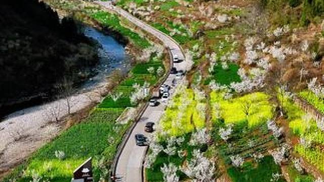 烟花三月为樱花树下的重逢出发吧！#春来广元 #美丽乡村 #周边游 #一帧中国·大美广元#踏春赏花