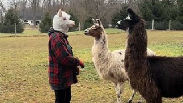 羊驼懵圈了 #国外视频分享 #奇妙的动物 #宠物