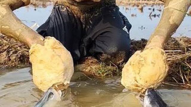 这样抓鱼真的是太牛了#抓鱼 #户外抓鱼 #徒手抓鱼