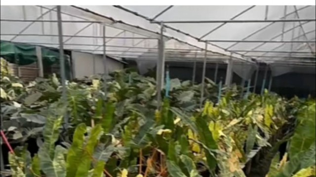 橙柄锦蔓绿绒 Philodendron Variegated Bil