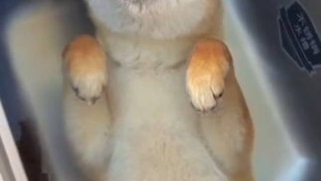 在泡澡？ #dou来休息一下 #萌宠出道计划