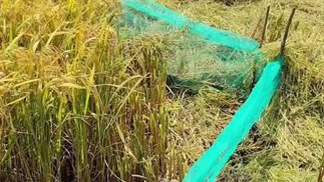 田间地头就是我的舞台~