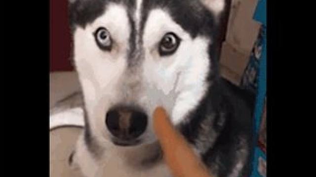 这可能是全网唯一中国人能听懂的英文歌 #歌曲 #抽象 #神曲 #空耳