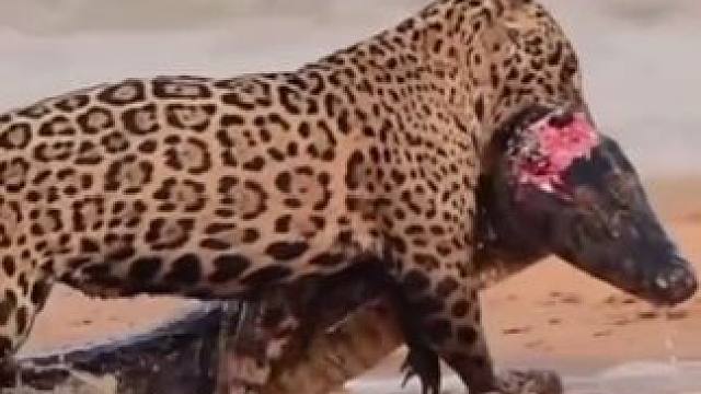 美洲豹捕食鳄鱼 #国外视频分享 #野生动物零距离 #奇妙的动物