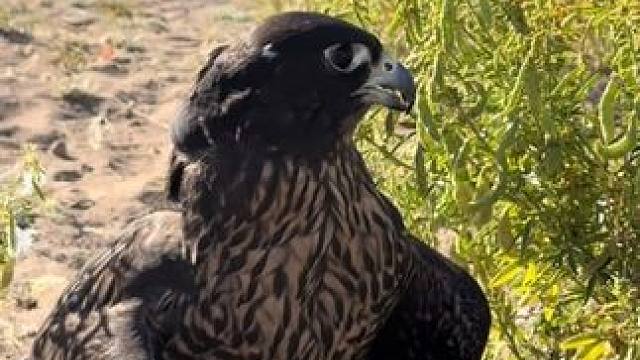 阿拉伯土豪训练宠物游隼捕猎 #国外视频分享 #奇妙的动物 #宠物