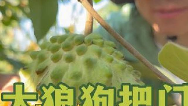 吃遍海南之风浪越大，鱼越大！ #老父亲溯源实录 #新鲜应季水果 #日常vlog