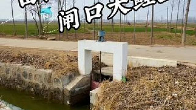 田间闸口竟然真有大鲤鱼 #钓鱼#钓鱼视频#钓鱼日记#蓝鲫青春版#老坛维它米