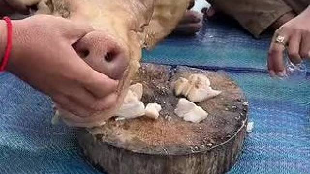 东南亚矮子 #我的农村生活 #农村美食记录生活 #我的乡野山居生活 #晒美食是对平凡生活的热爱 #平