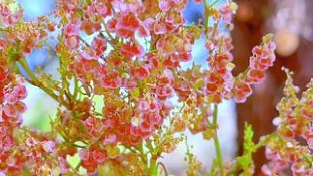 躺怀里，一起看春天的乖小猫