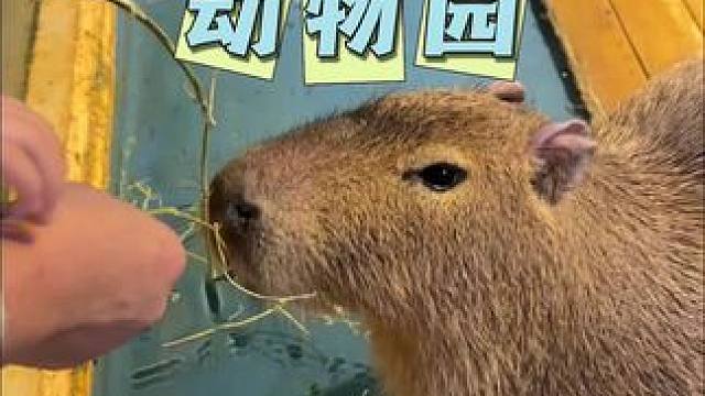 萌宠动物园 周末遛娃好去处#亲子游玩好去处 #遛娃好去处 #周末去哪玩 #萌宠萌宝