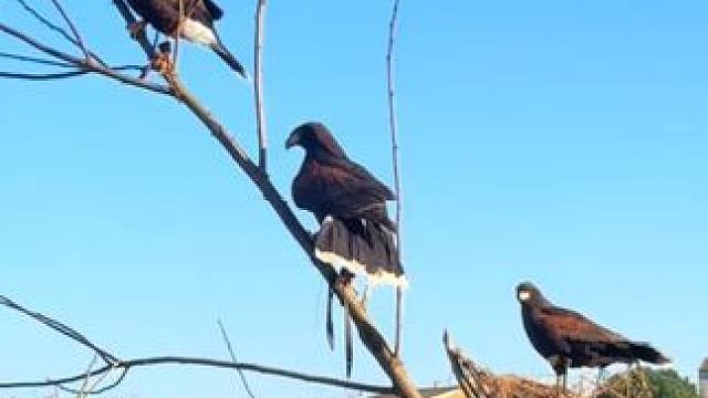 陆空配合捕捉野兔 #国外视频分享 #奇妙的动物 #宠物