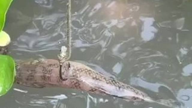 逗鱼玩#鱼#农村户外#农村生活#钓鱼