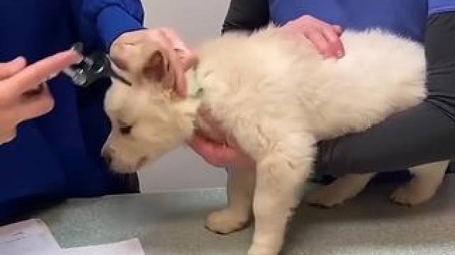 小狗狗第一次打针～萌化了 #萌宠出道计划 #dou来休息一下 #萌宠